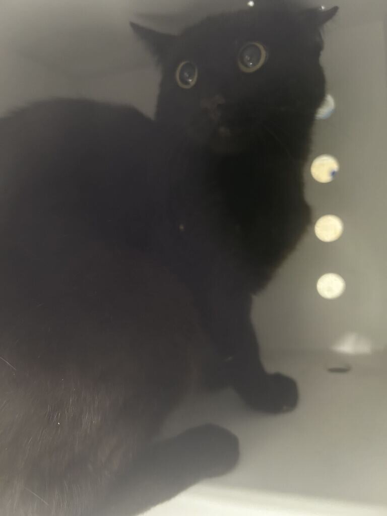 Picture of the Animal Listed