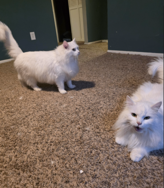 Picture of the Animal Listed