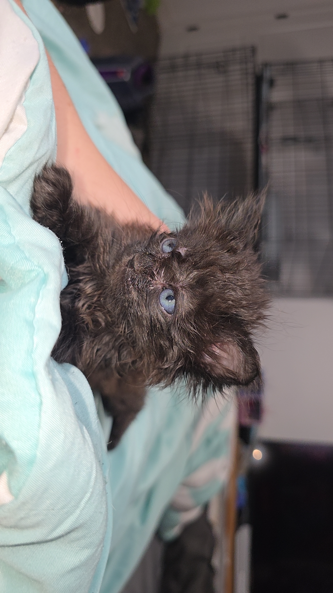 Picture of the Animal Listed
