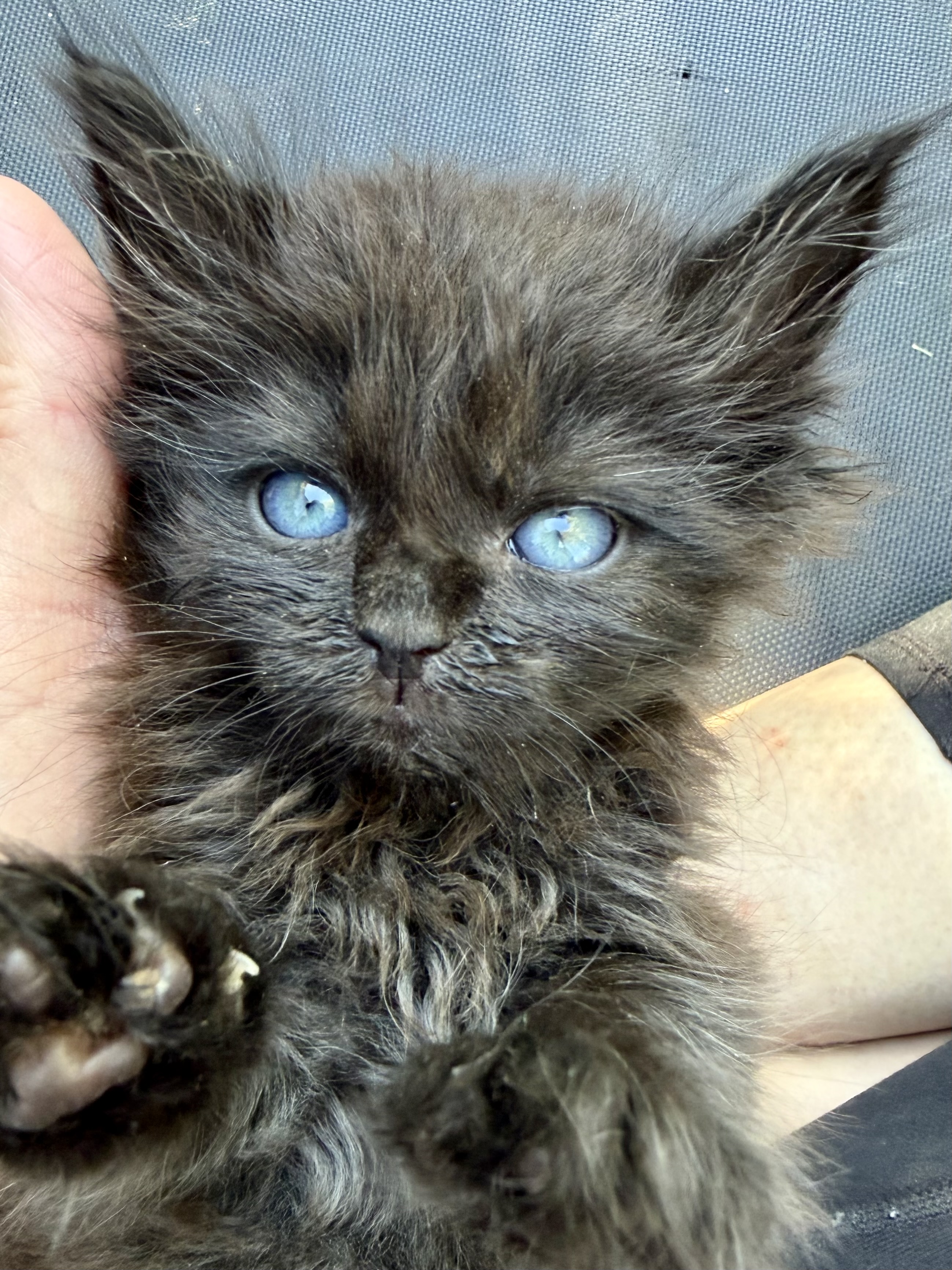 Picture of the Animal Listed