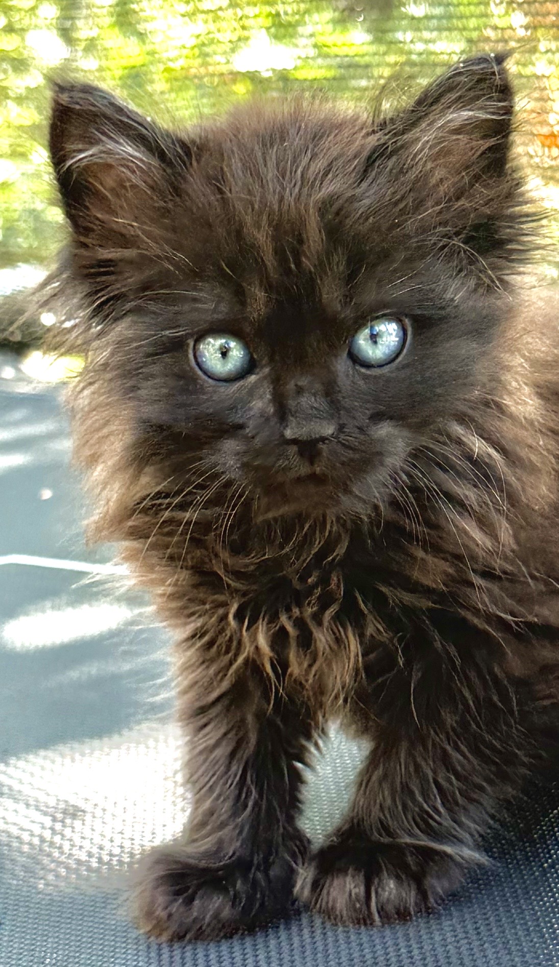 Picture of the Animal Listed