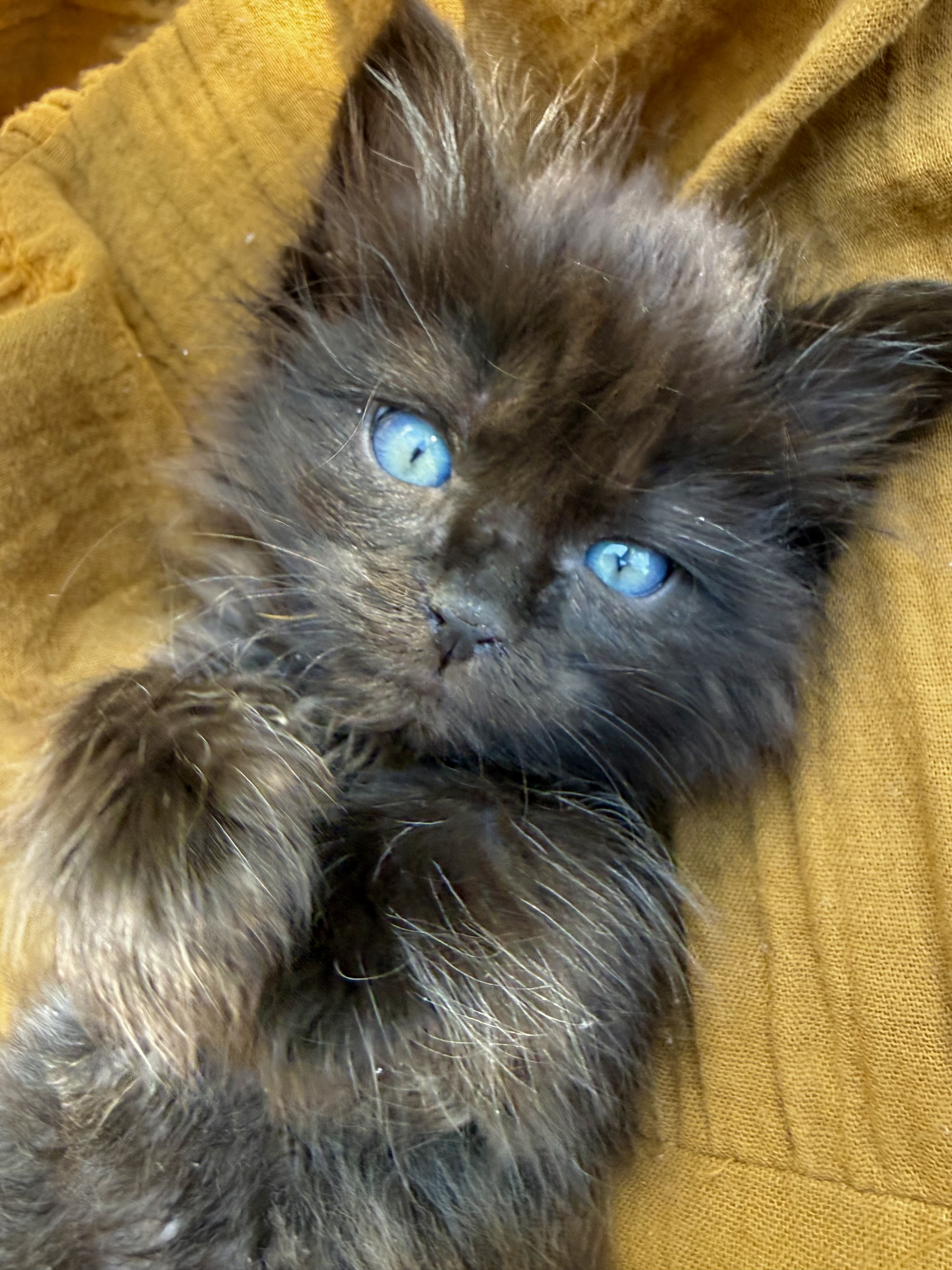 Picture of the Animal Listed
