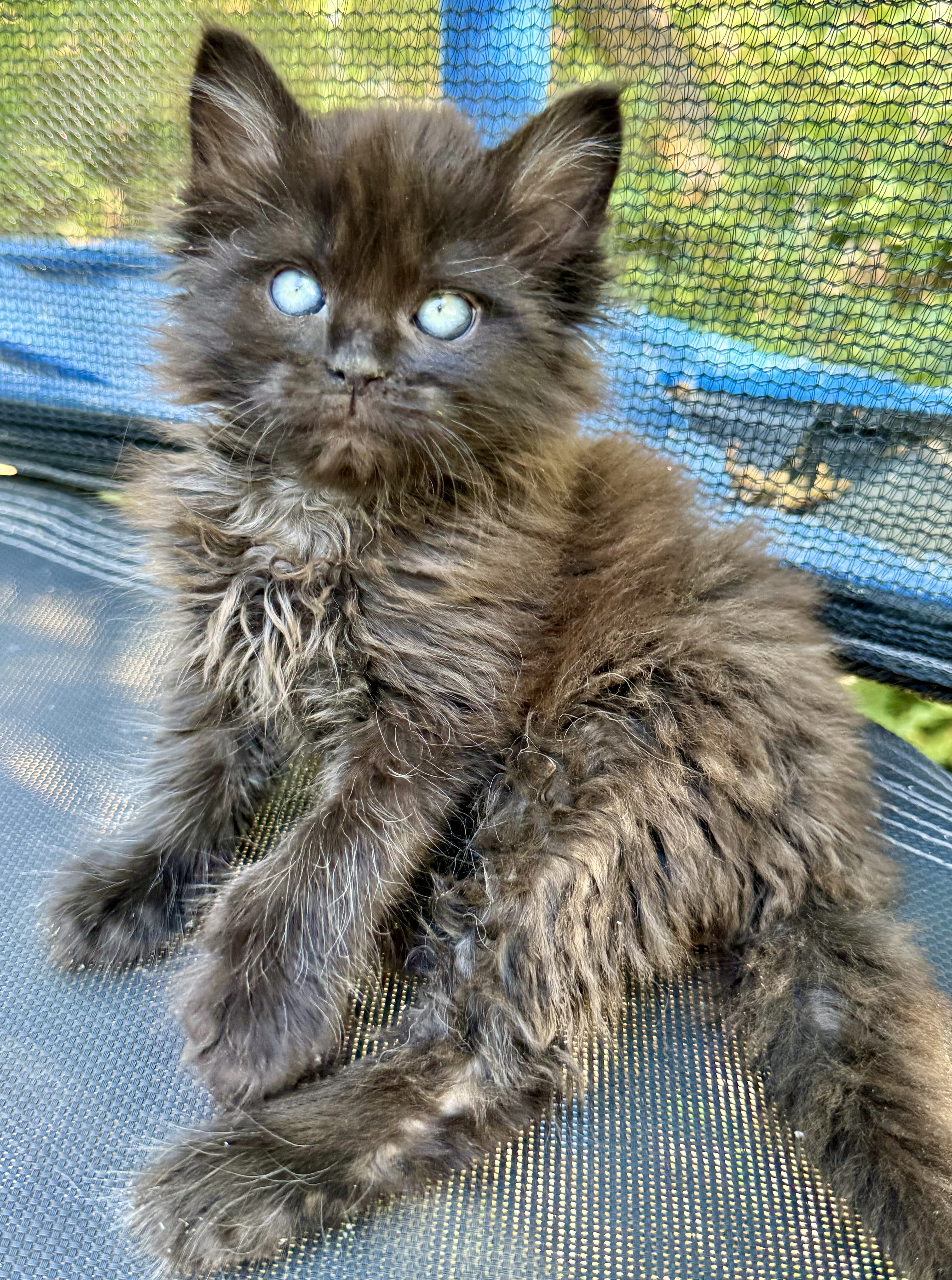 Picture of the Animal Listed