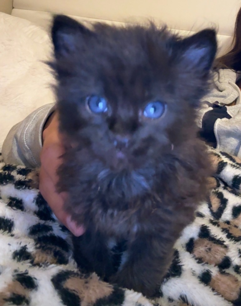 Picture of the Animal Listed