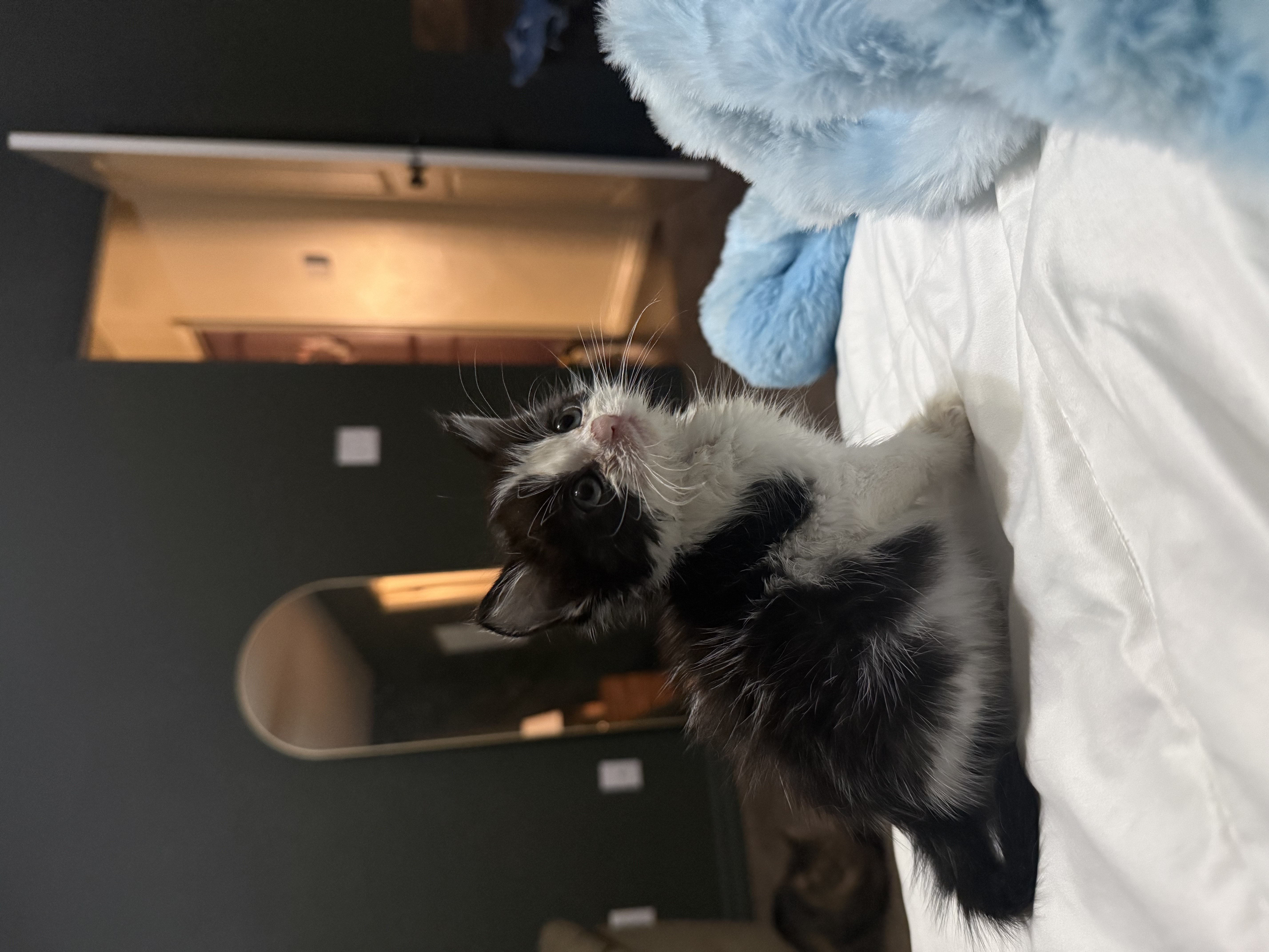 Picture of the Animal Listed