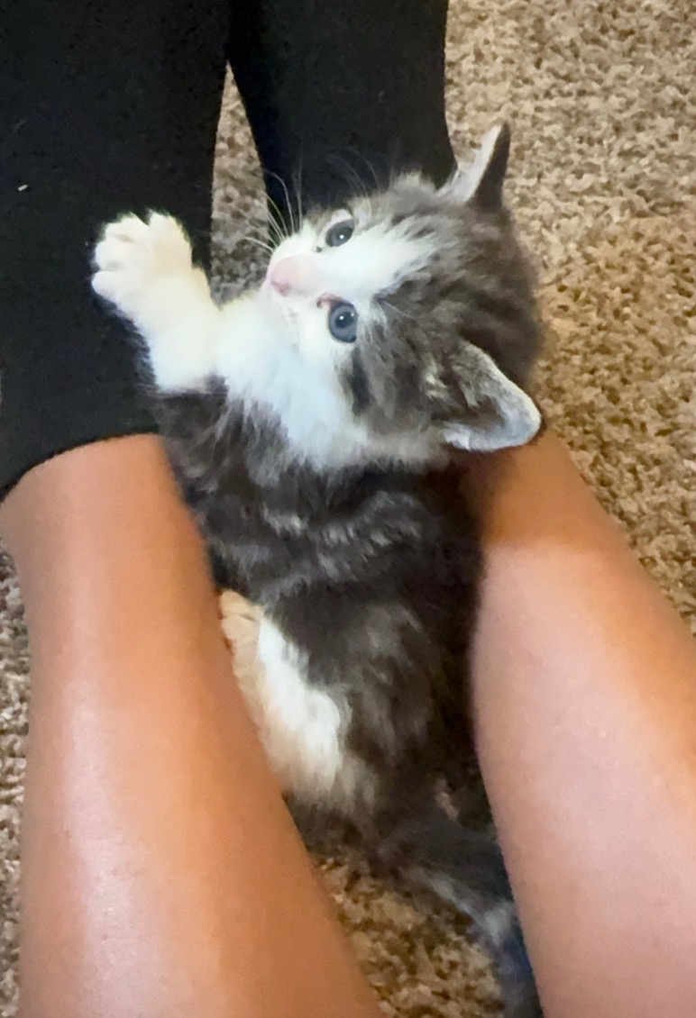 Picture of the Animal Listed