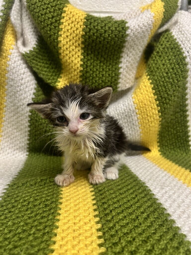 Picture of the Animal Listed