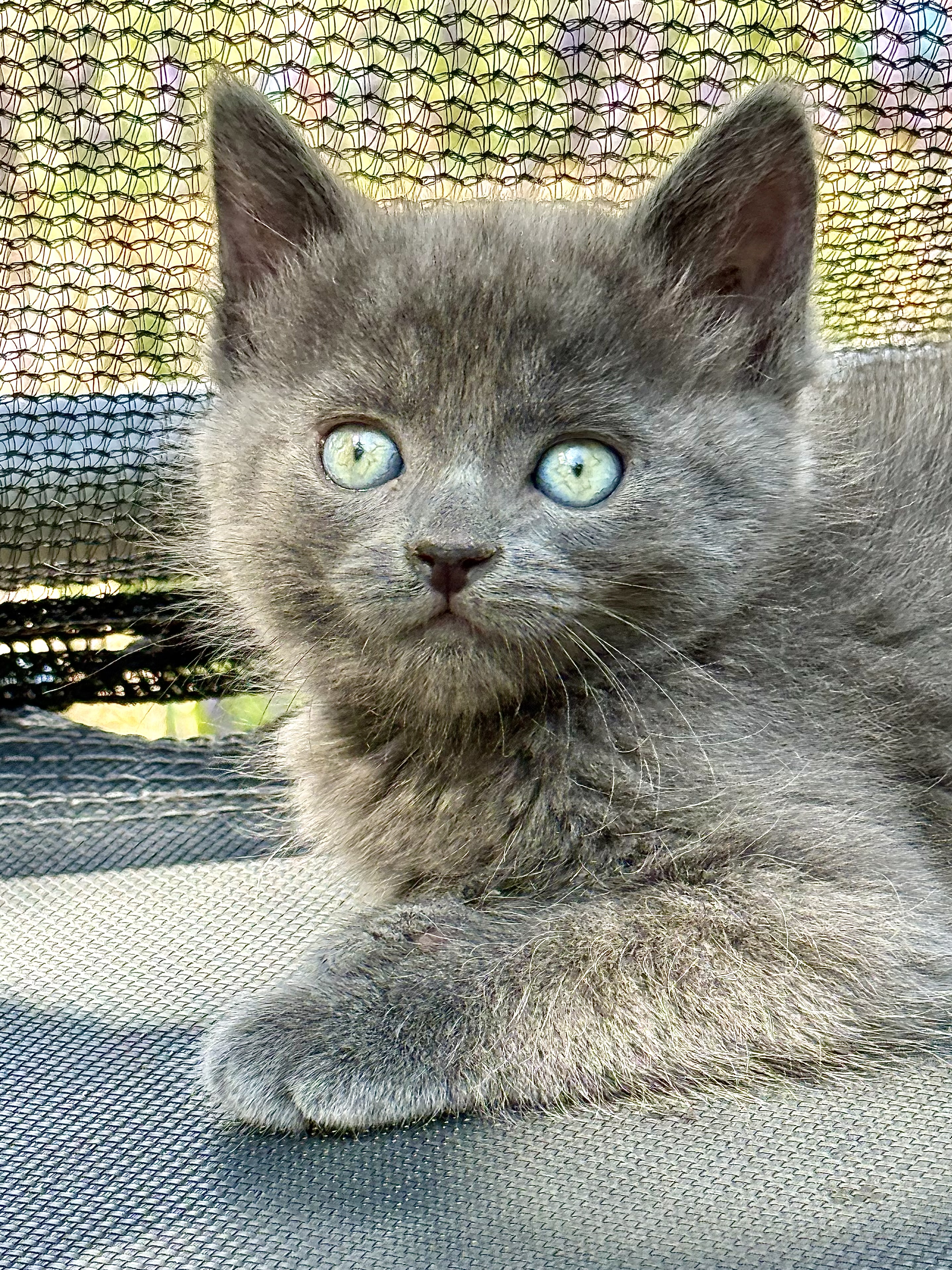 Picture of the Animal Listed