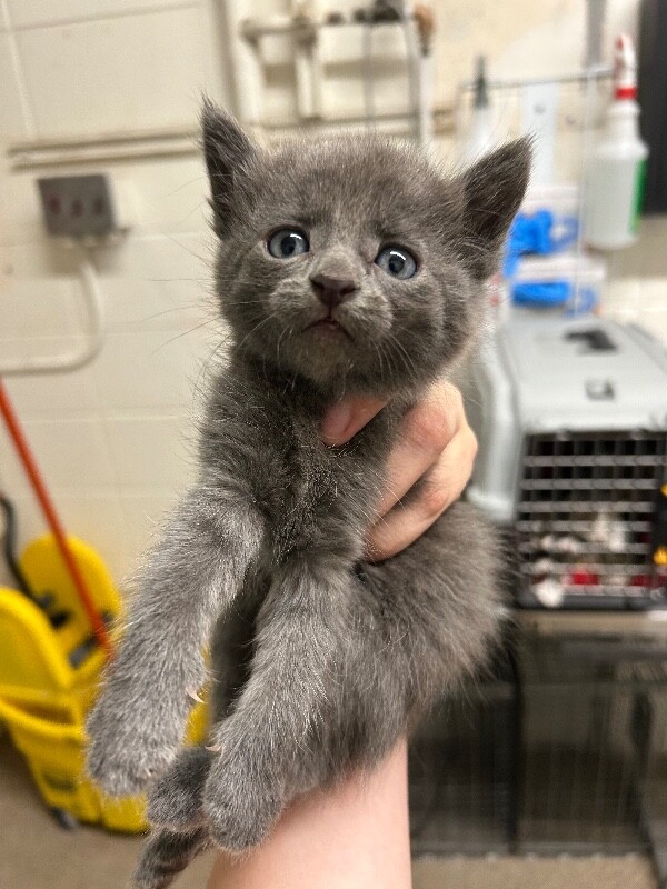 Picture of the Animal Listed