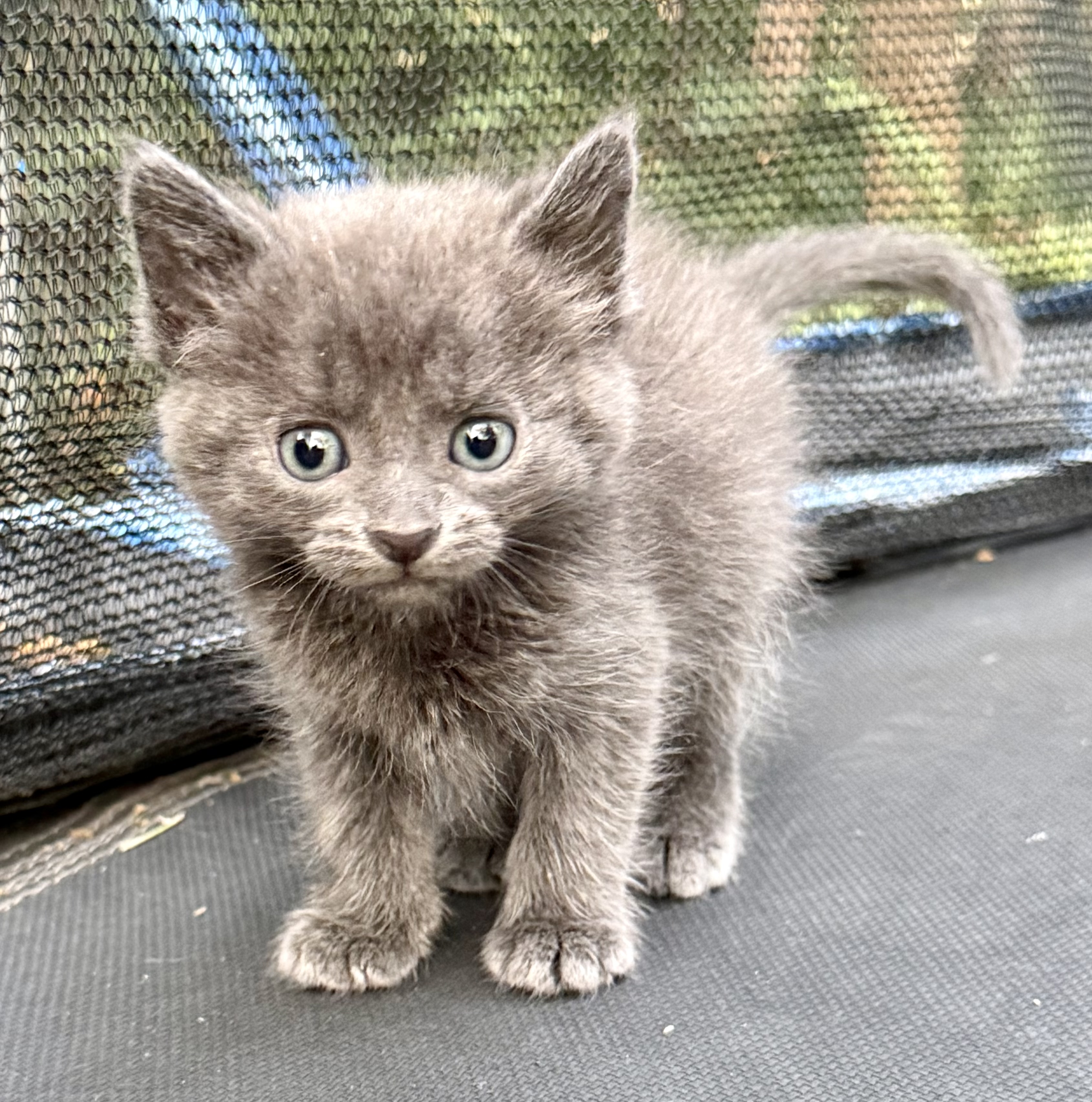 Picture of the Animal Listed