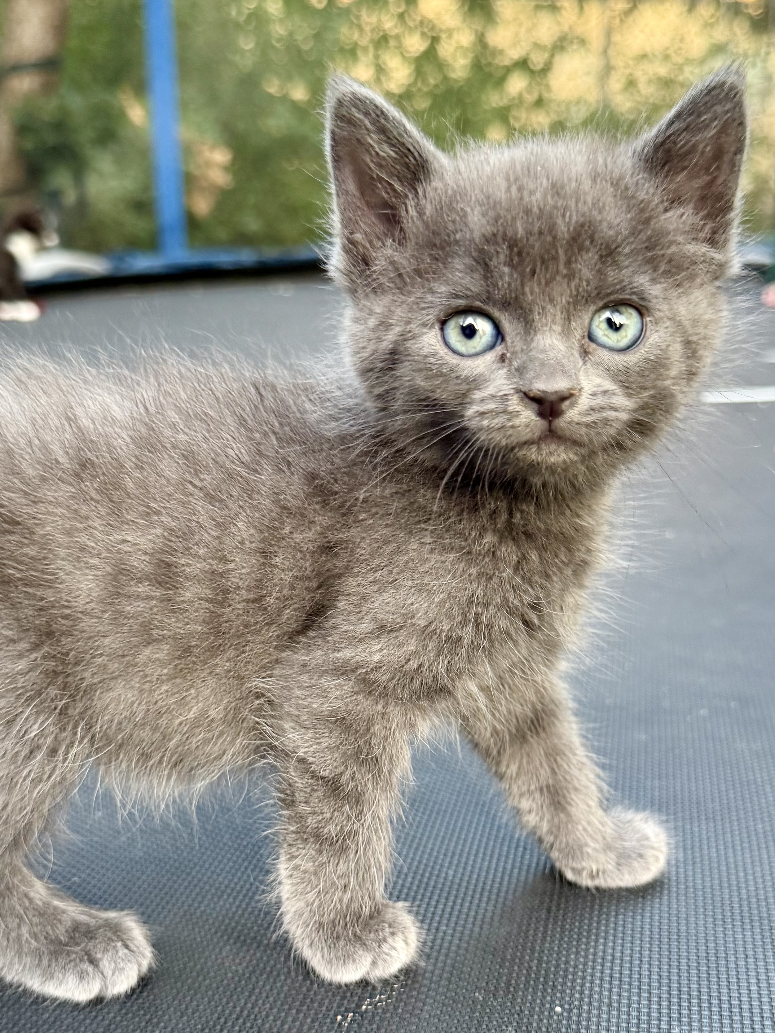 Picture of the Animal Listed