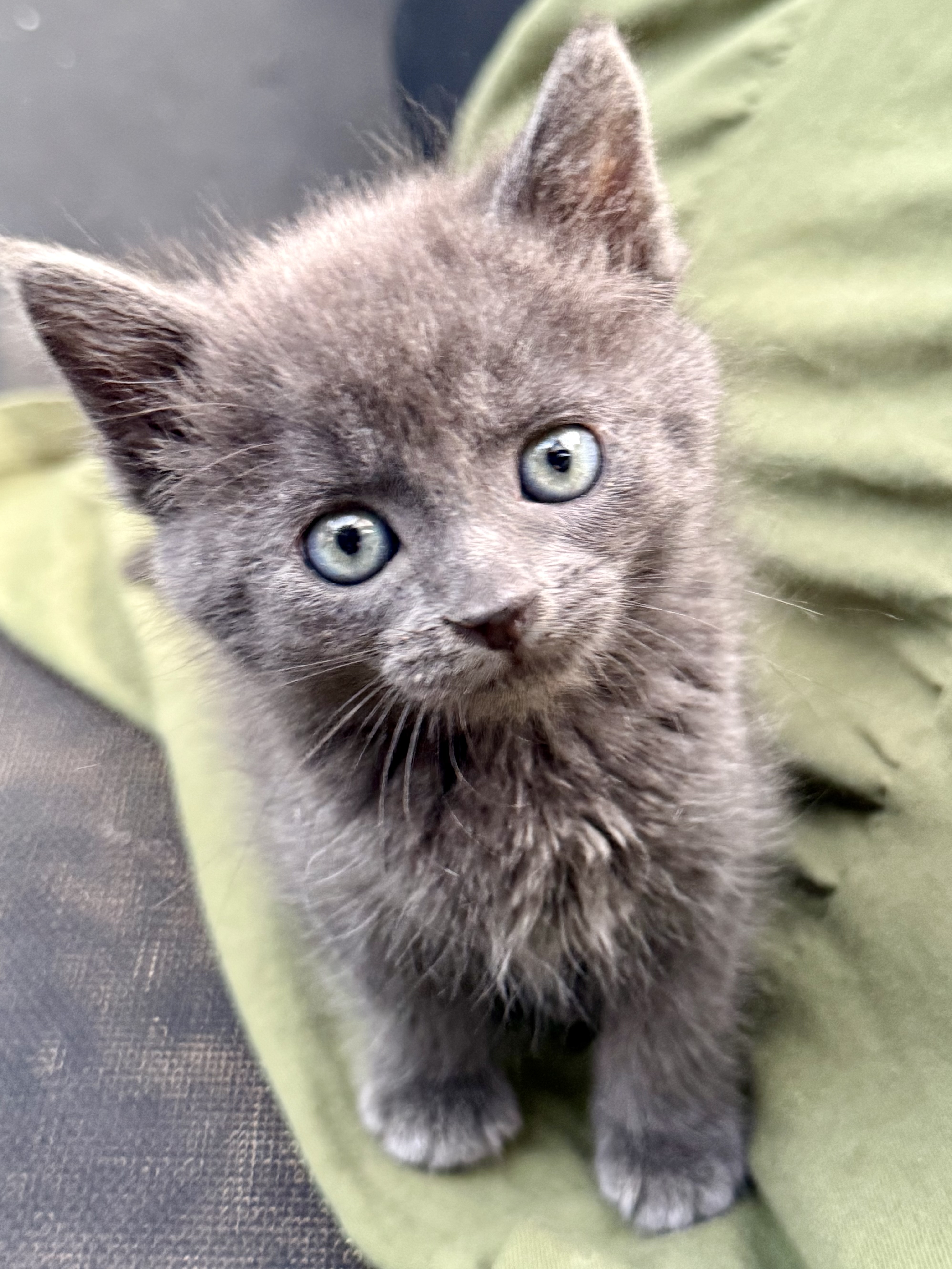 Picture of the Animal Listed