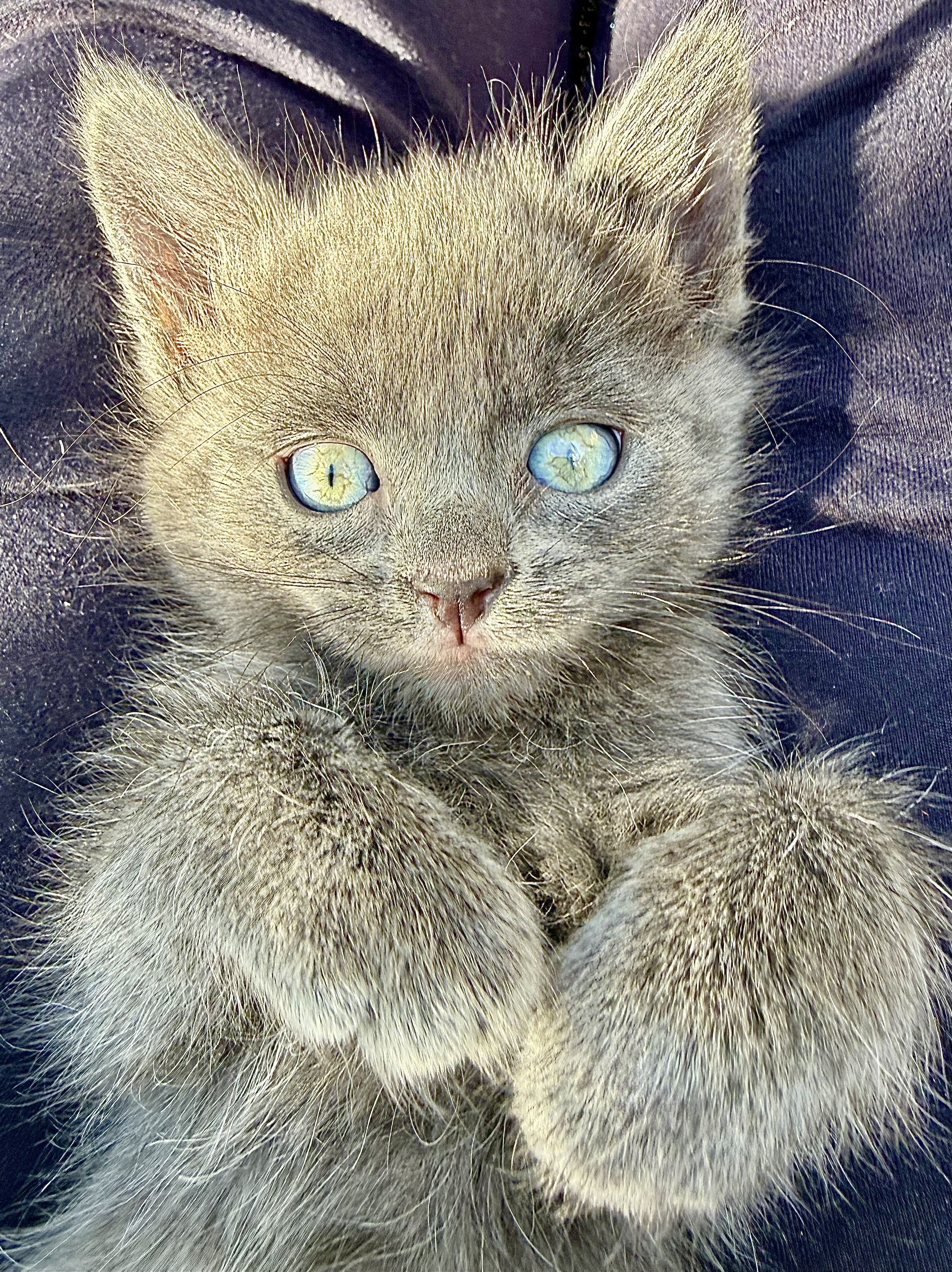 Picture of the Animal Listed
