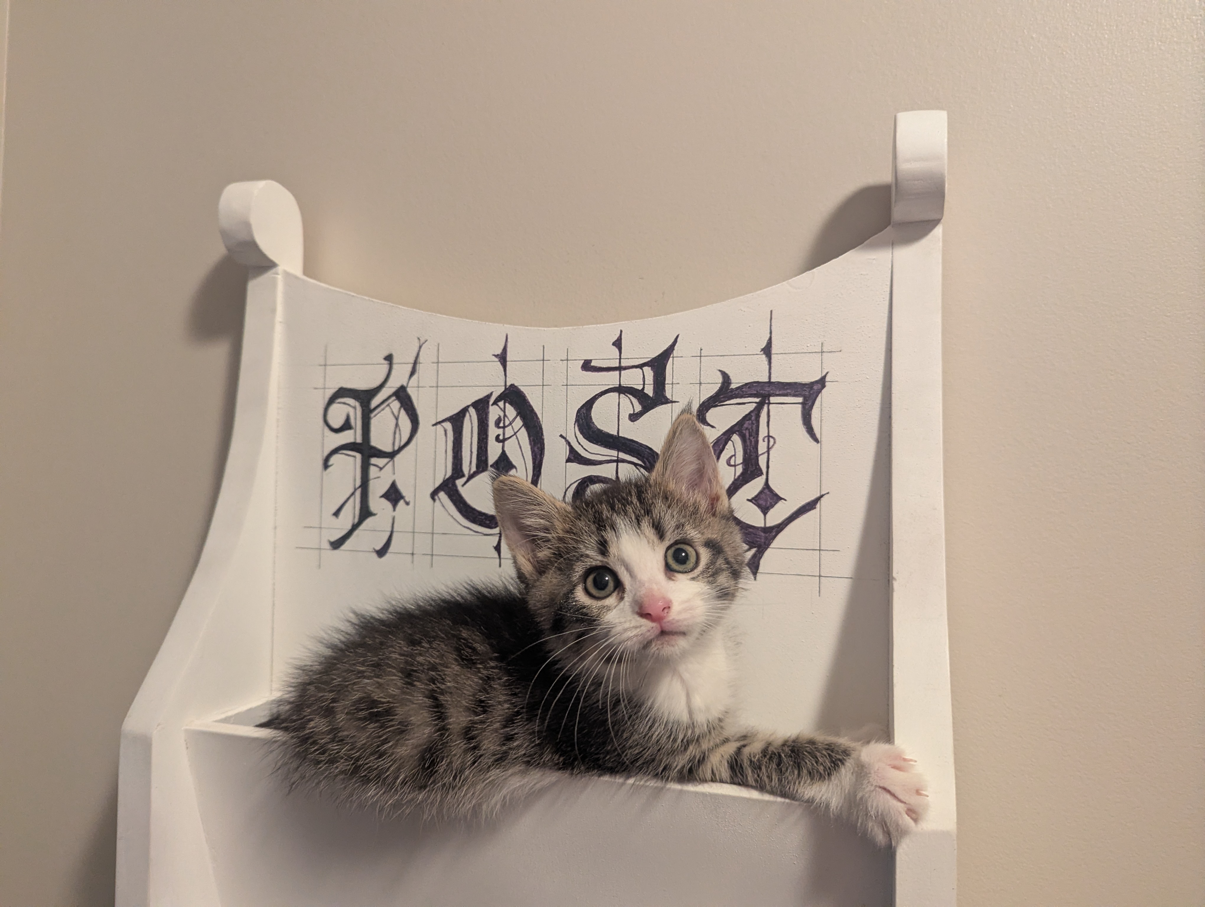 Picture of the Animal Listed