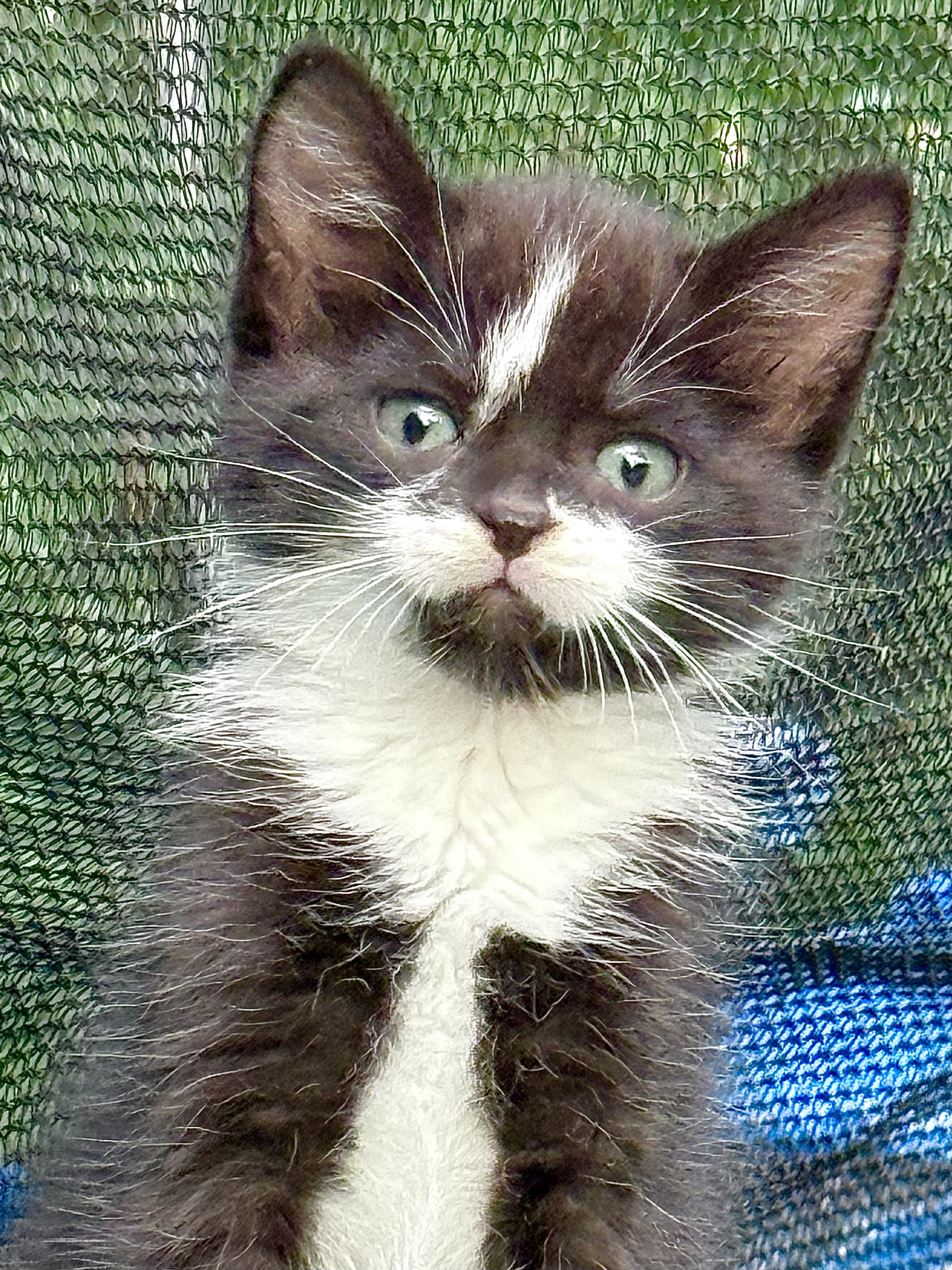 Picture of the Animal Listed