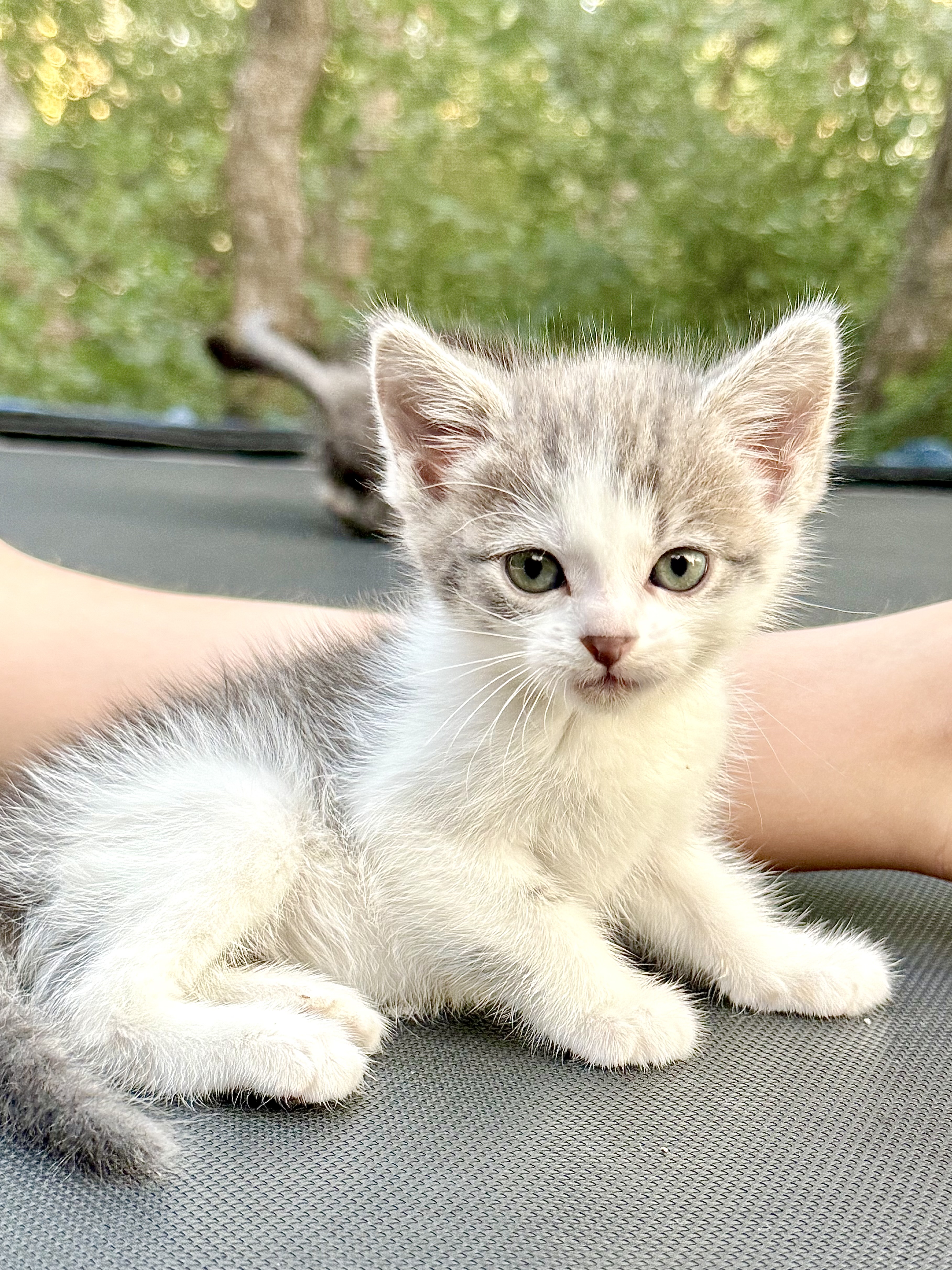 Picture of the Animal Listed