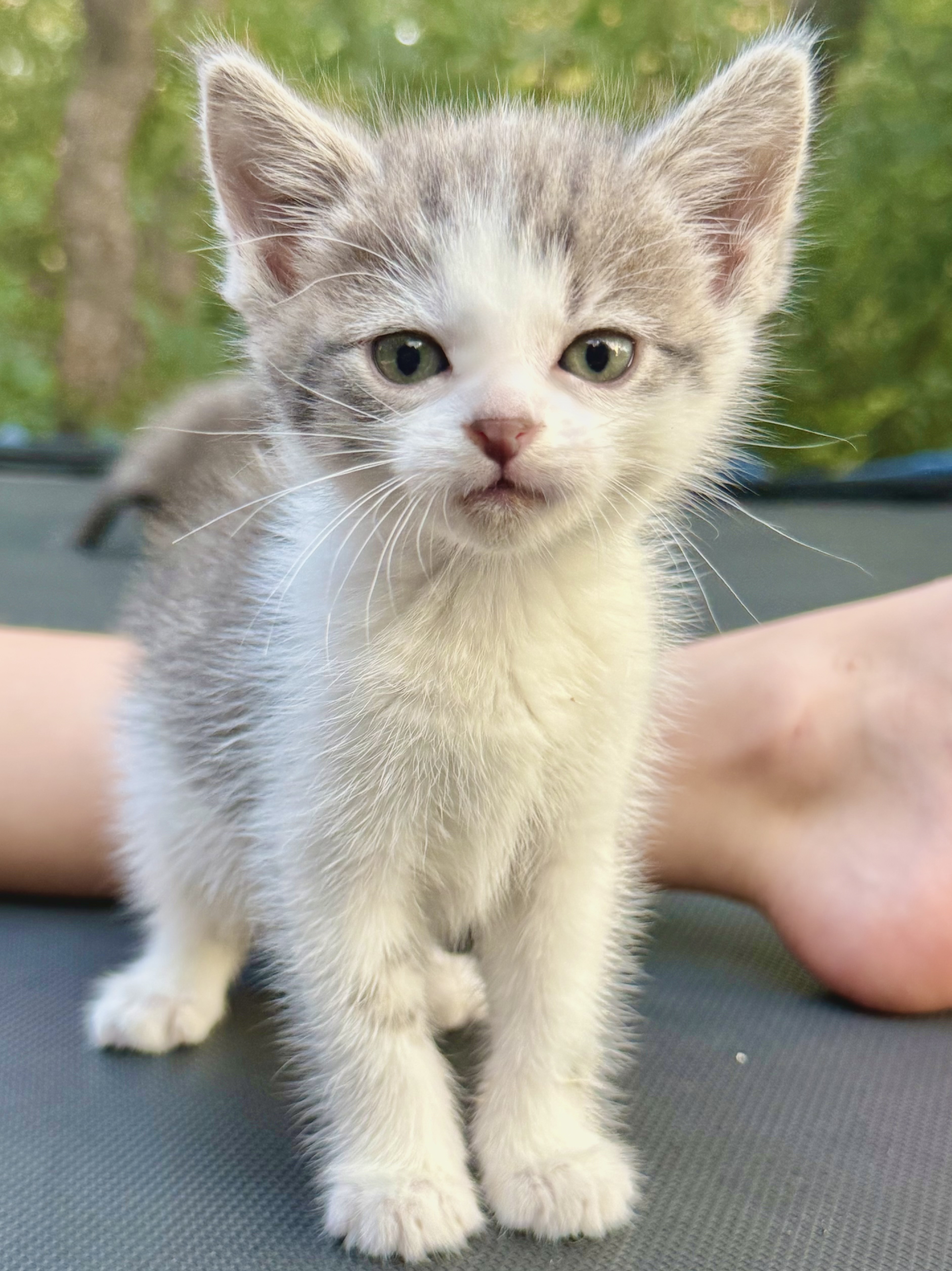 Picture of the Animal Listed