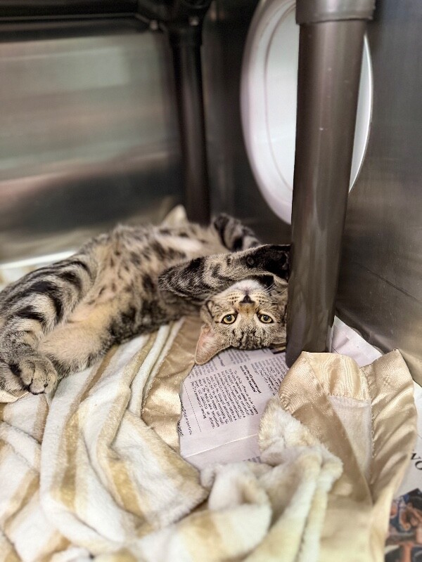 Picture of the Animal Listed