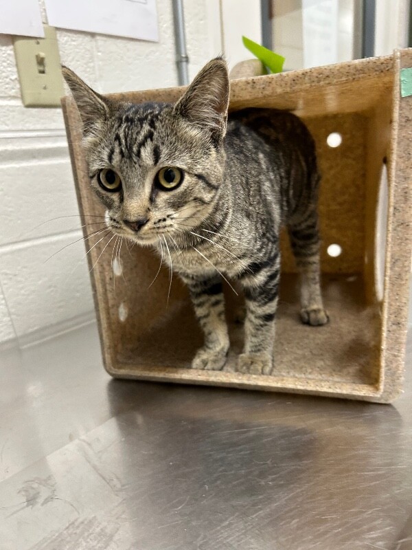 Picture of the Animal Listed