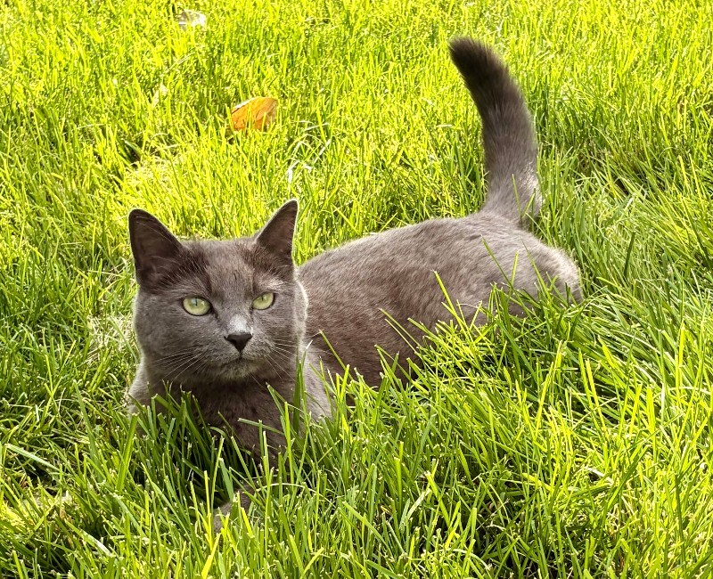 Picture of the Animal Listed