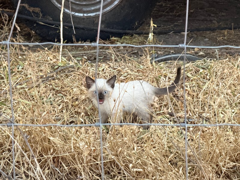 Picture of the Animal Listed