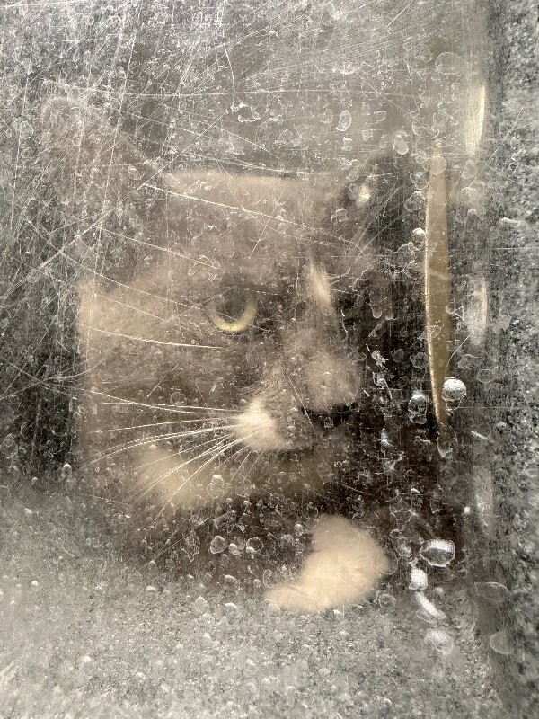 Picture of the Animal Listed
