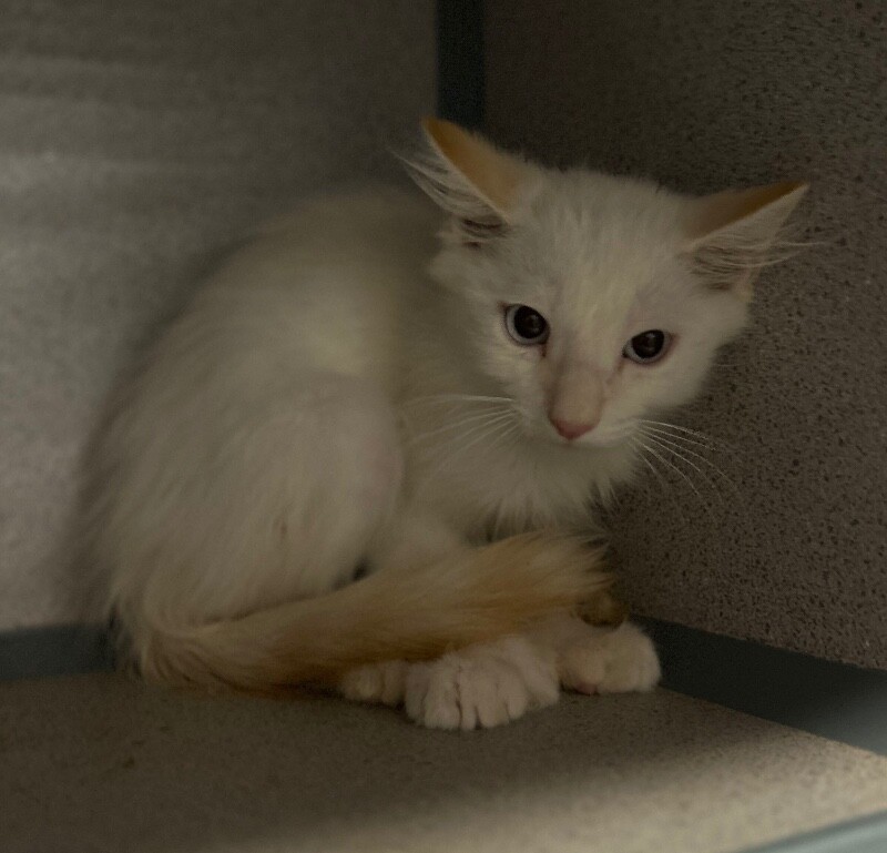Picture of the Animal Listed