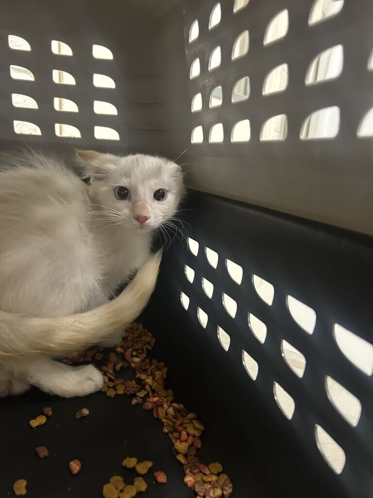 Picture of the Animal Listed