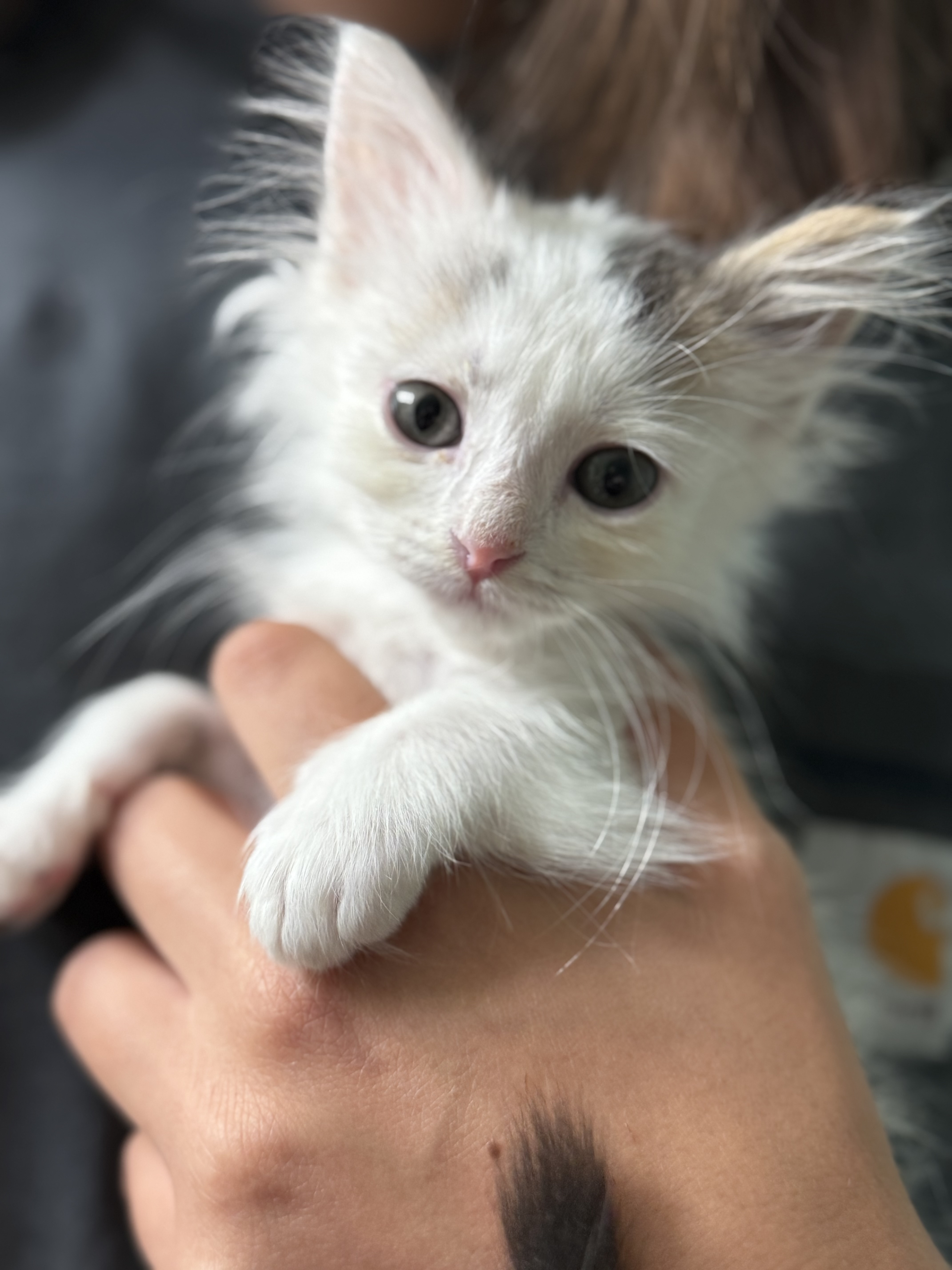 Picture of the Animal Listed