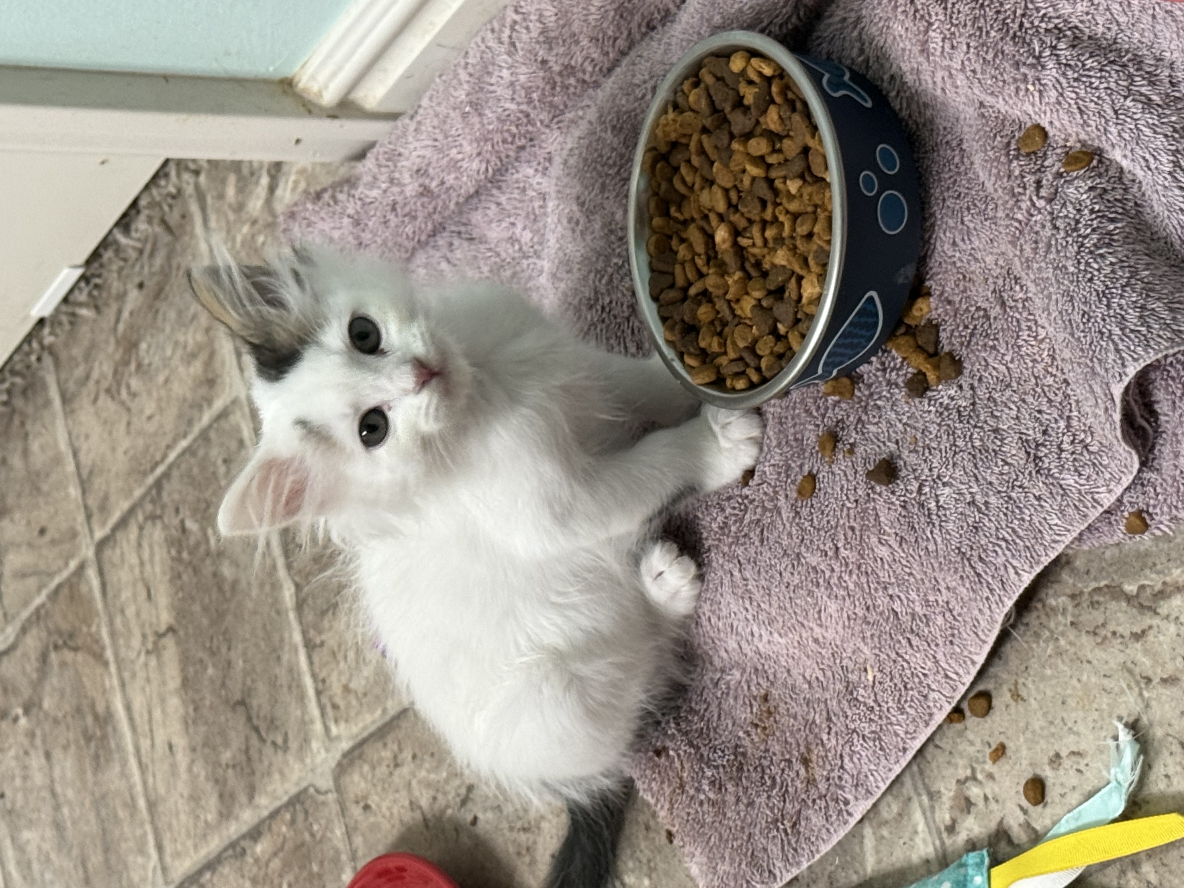Picture of the Animal Listed