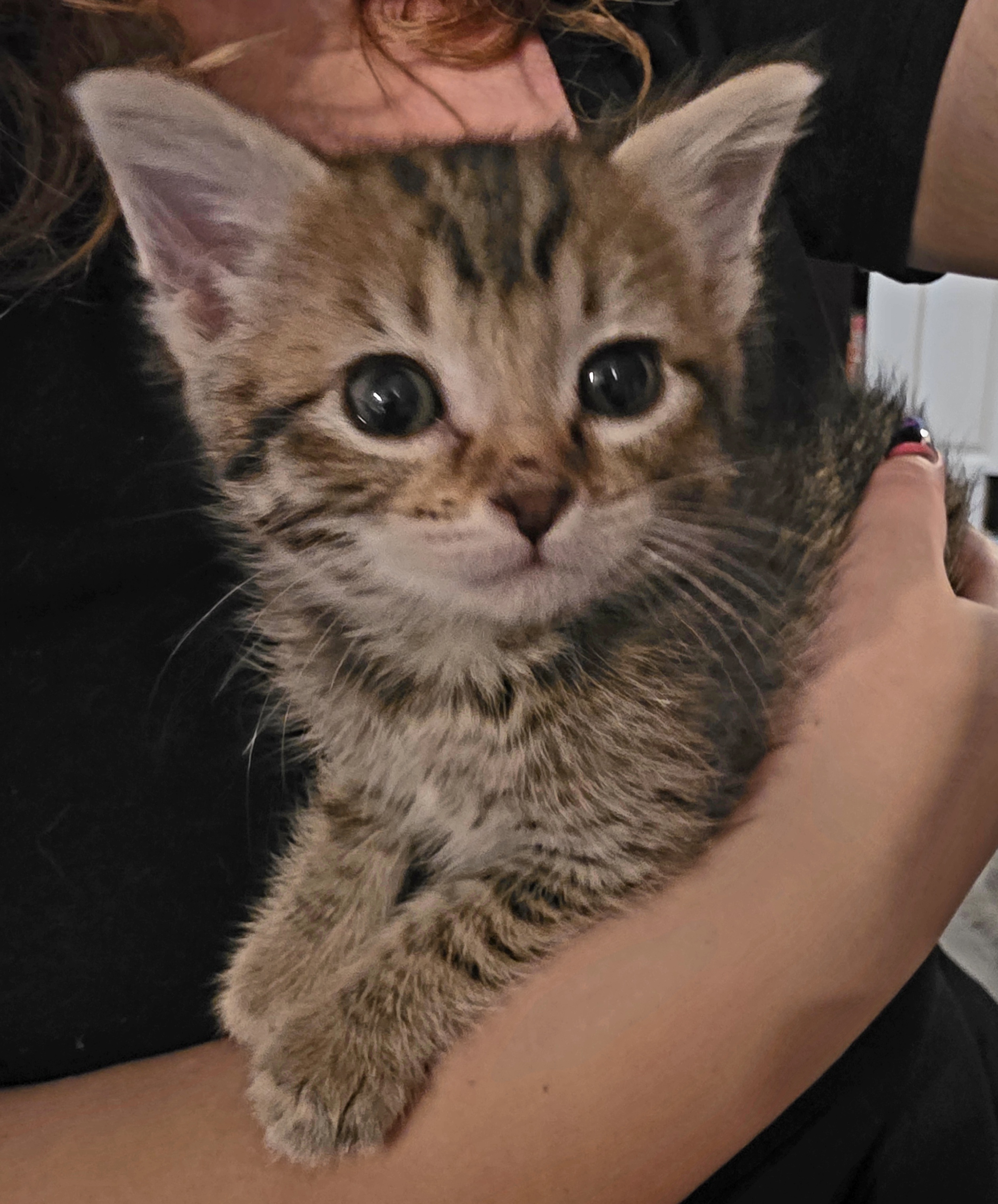 Picture of the Animal Listed