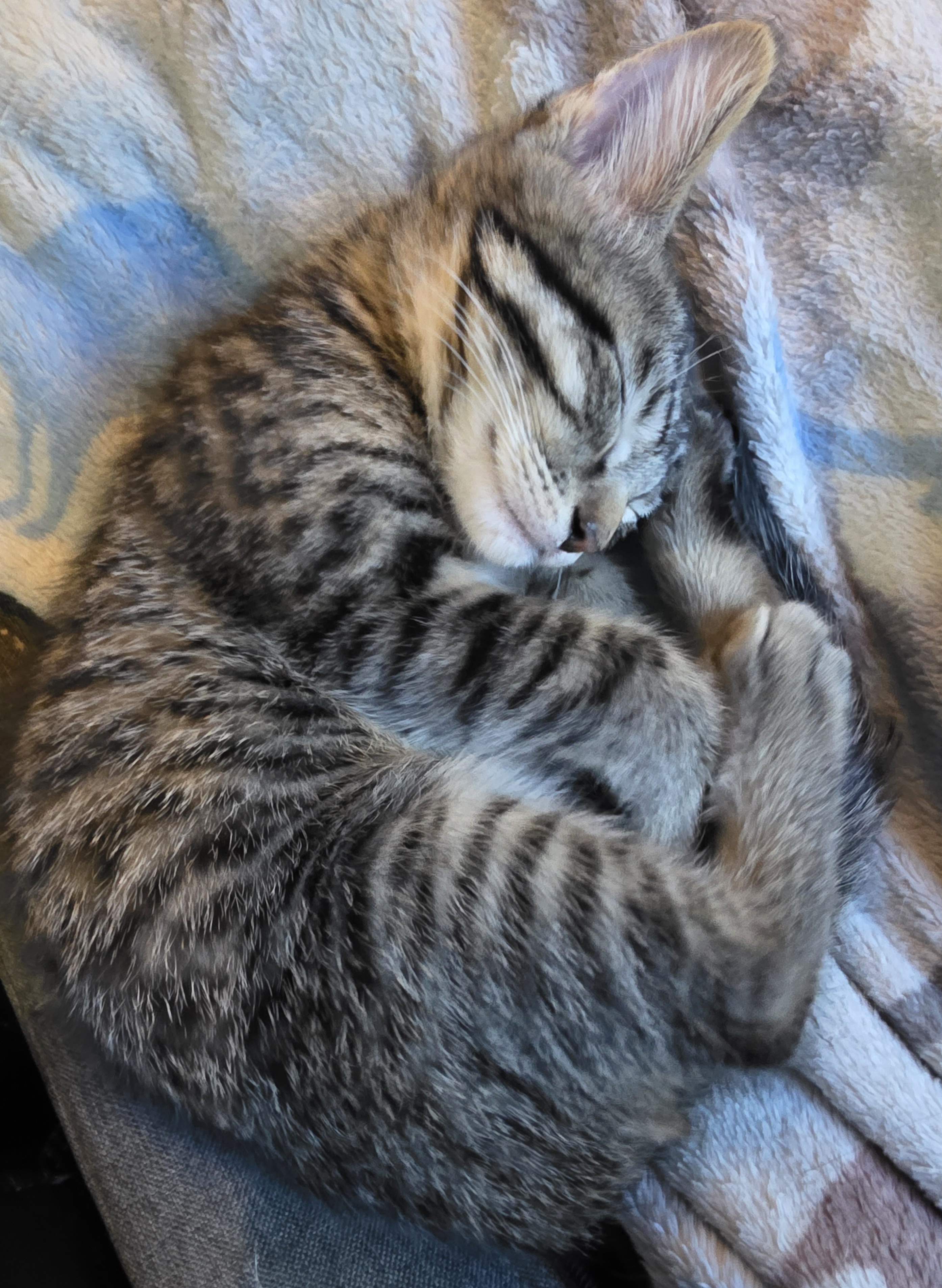 Picture of the Animal Listed