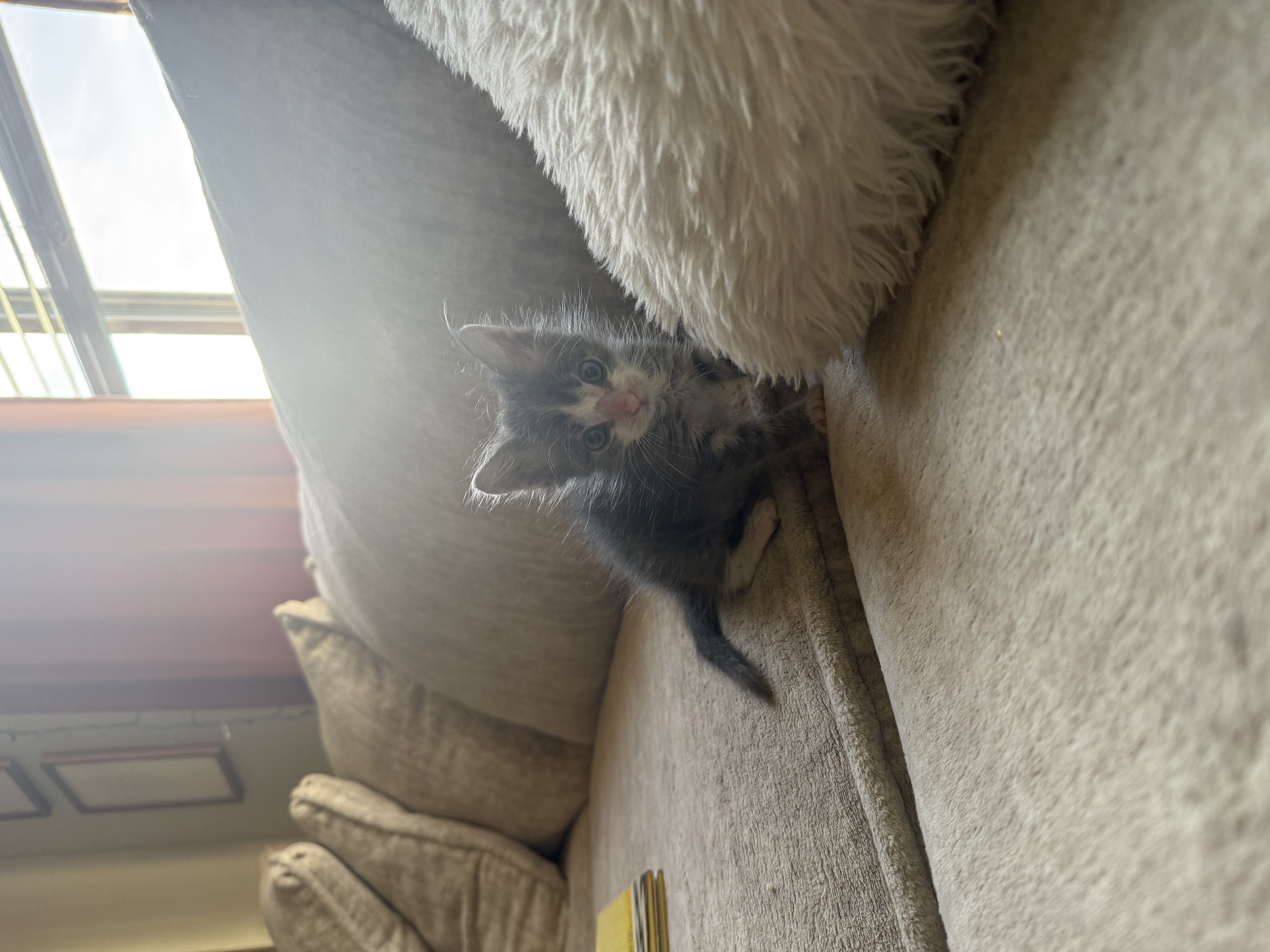 Picture of the Animal Listed