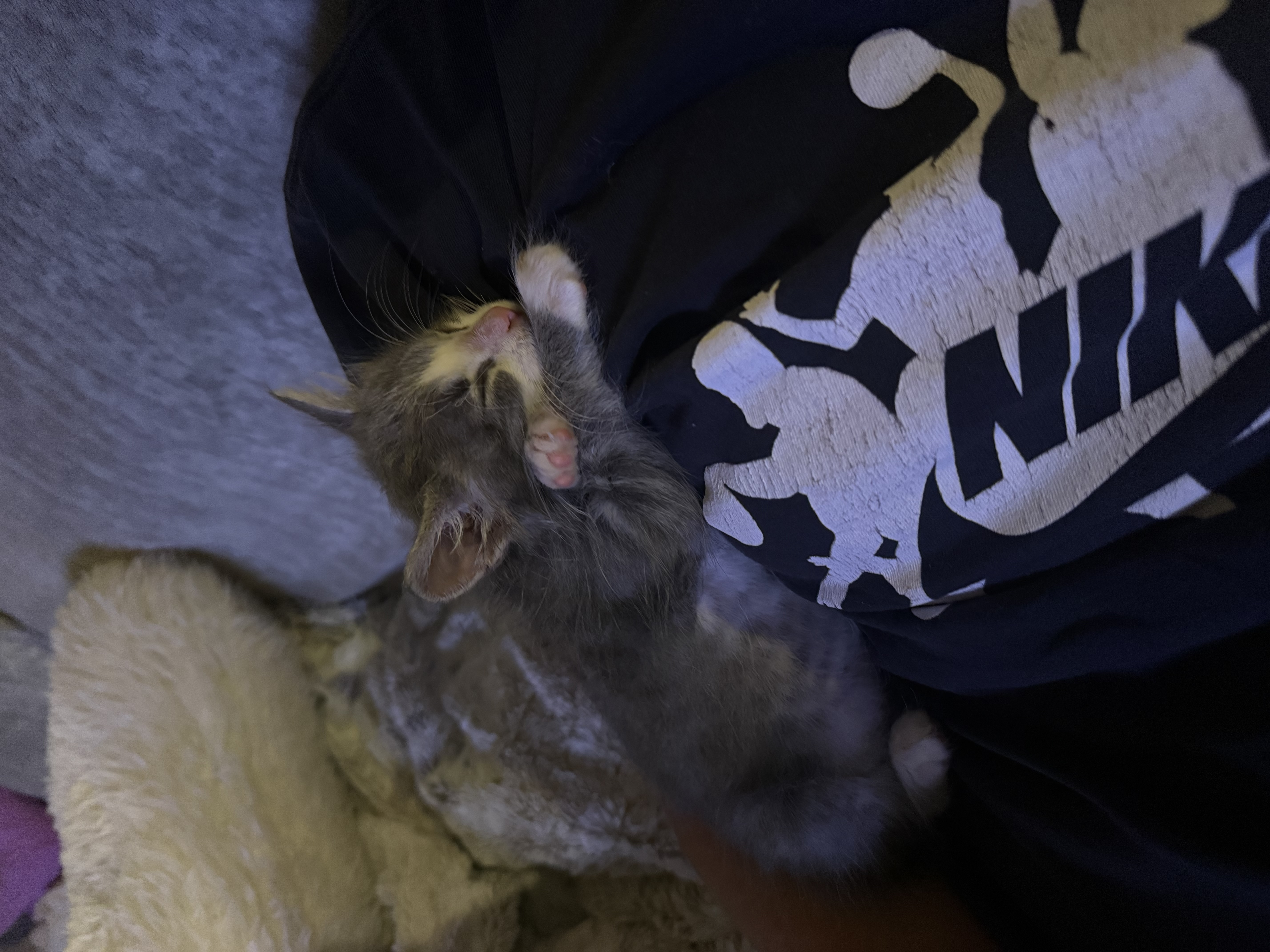 Picture of the Animal Listed