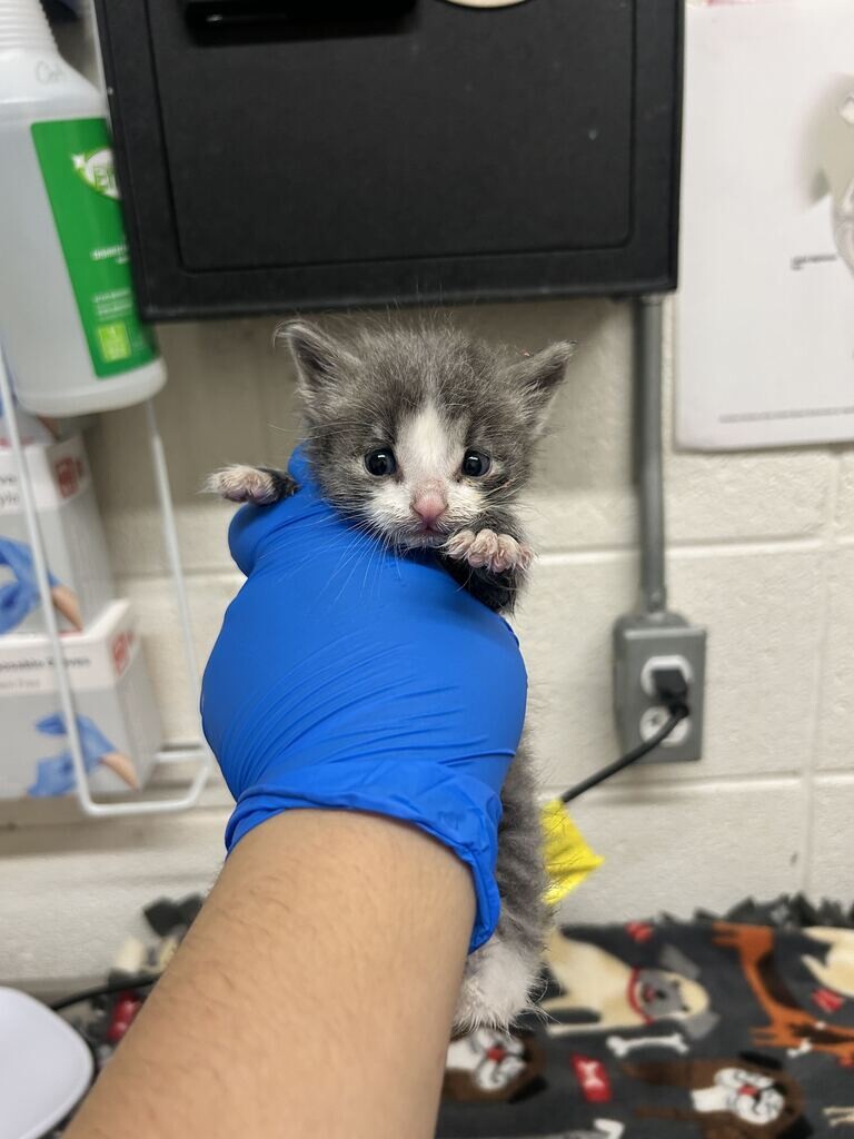 Picture of the Animal Listed