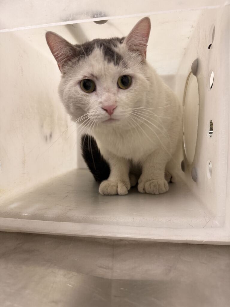 Picture of the Animal Listed