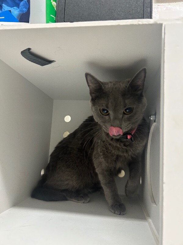 Picture of the Animal Listed