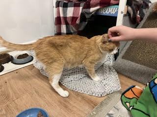 Picture of the Animal Listed