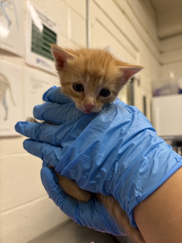 Picture of the Animal Listed