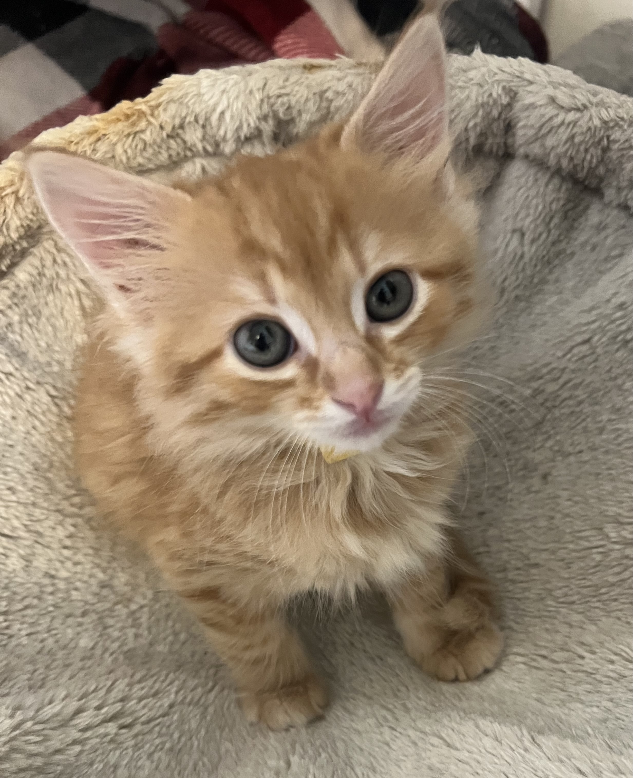 Picture of the Animal Listed