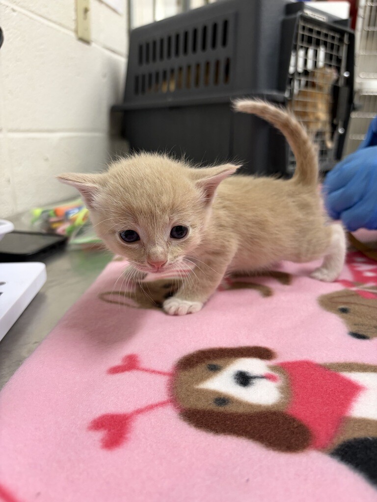 Picture of the Animal Listed