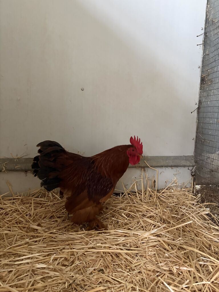 Picture of the Animal Listed