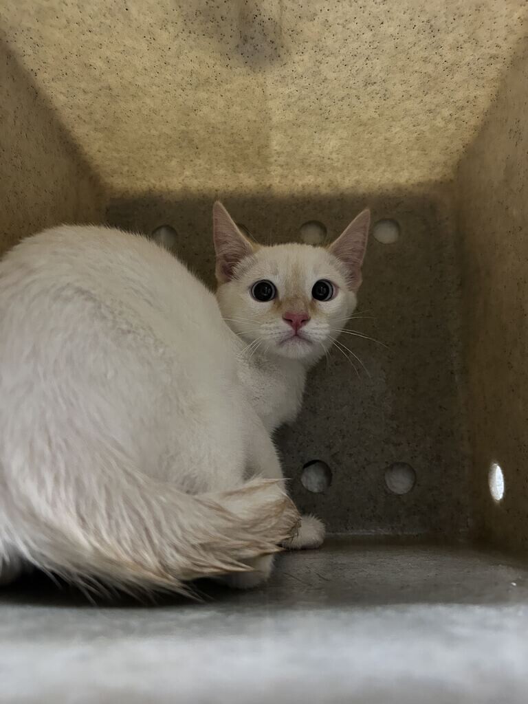 Picture of the Animal Listed