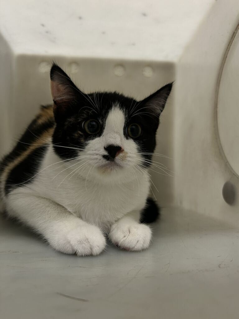 Picture of the Animal Listed