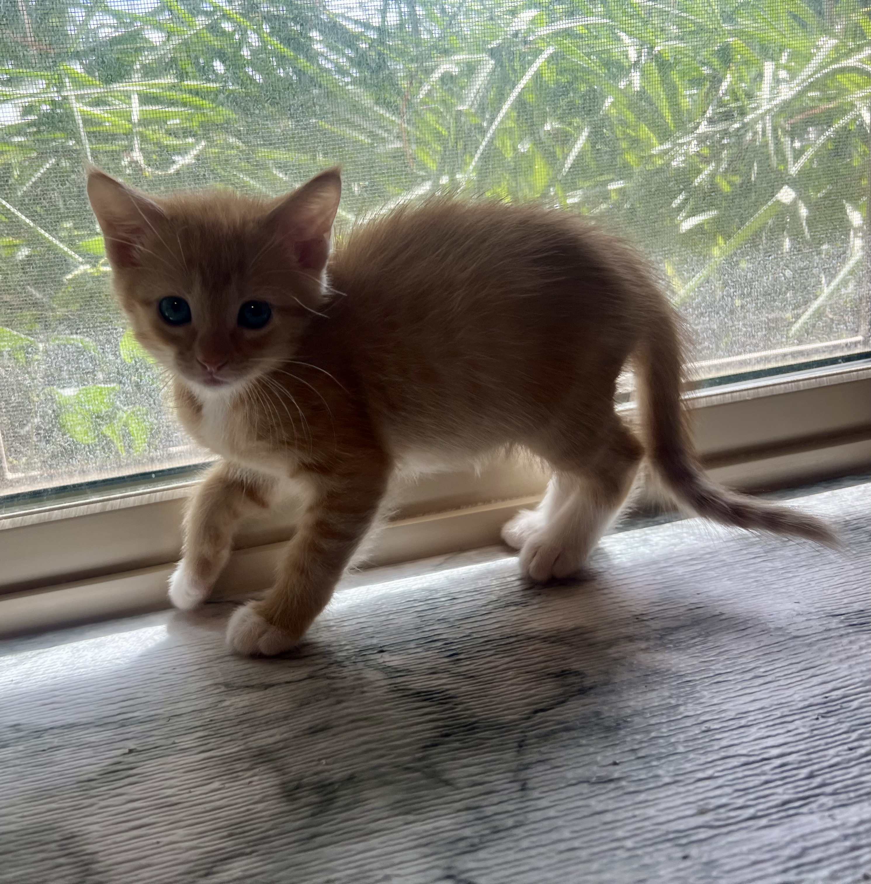 Picture of the Animal Listed