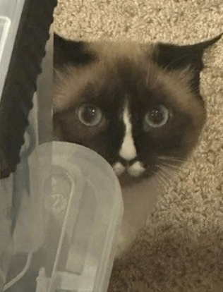 Picture of the Animal Listed