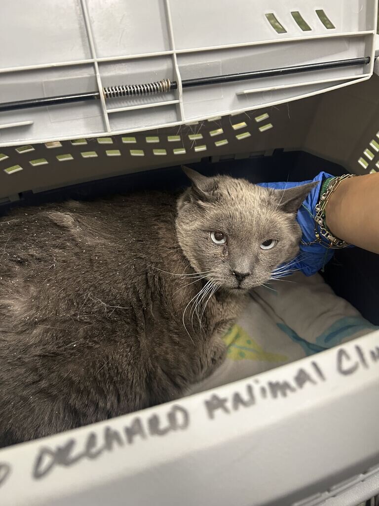 Picture of the Animal Listed