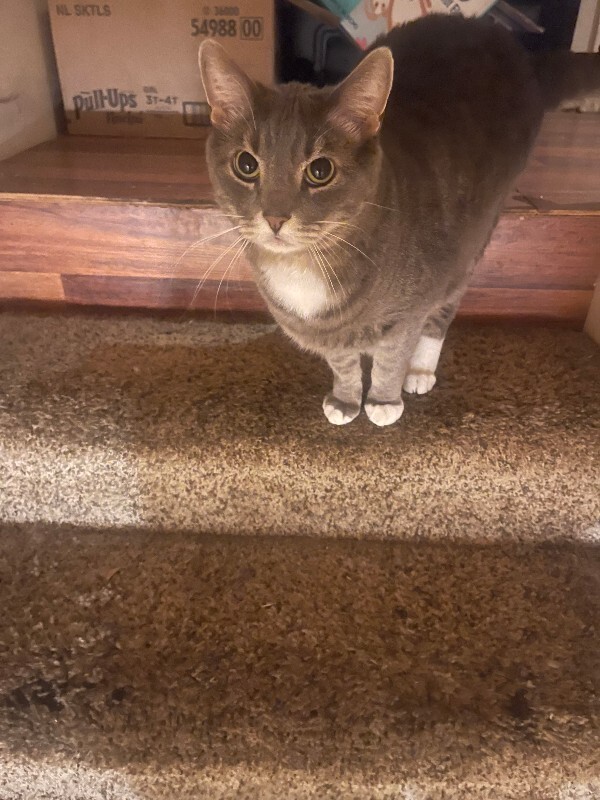 Picture of the Animal Listed