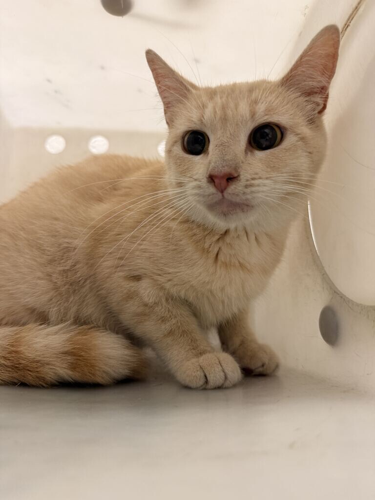 Picture of the Animal Listed