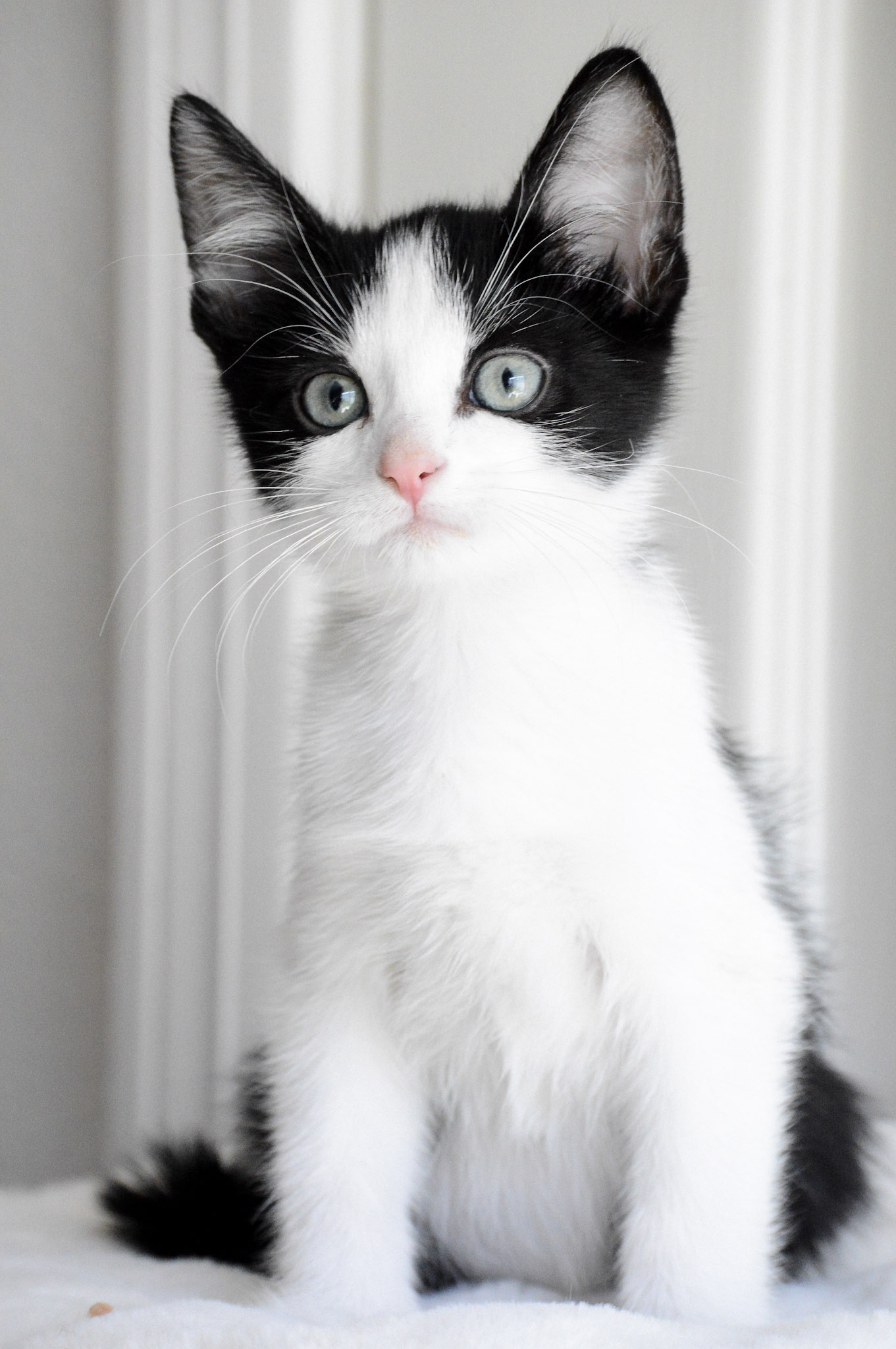 Picture of the Animal Listed